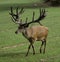 Male stag deer