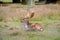 Male stag fallow deer laying on the gorund