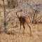 Male Steenbok