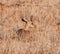 Male Steenbok Antelope