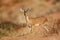 Male steenbok antelope - Kalahari desert