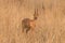 Male Steenbok Portrait ears back