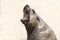 Male steller sea lion on a clear background