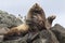 Male Steller sea lions lying on a rock near to the harem