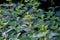 Male stinging nettle - Urtica dioica - with flowers shortly before blooming