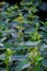 Male stinging nettle - Urtica dioica - with flowers shortly before blooming