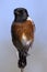 Male Stone Chat perching on a thin twig in the sun