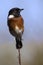 Male Stone Chat perching on a thin twig in the sun