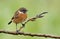 Male Stone-chat (Saxicola rubicola).