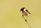 A male Stonechat with a food in the beak