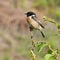 Male Stonechat perched on a branch - Saxicola rubicola