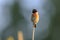 Male Stonechat, Saxicola rubicola, bird singing during sunset