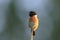 Male Stonechat, Saxicola rubicola, bird singing during sunset