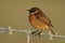 A male Stonechat, Saxicola rubicola, perching on a frosty barbed wire fence, in golden light. On a cold,  frosty winters morning.