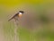 Male Stonechat with spider