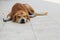 A male stray dog â€‹â€‹was comfortably sleeping on the tiled floor in the courtyard