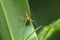 Male stripped lynx spider, Oxyopes salticus, Satara Maharashtra