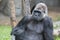 Male strong gorilla sitting on the ground at the zoo