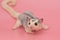 male sugar glider leucistic . Petaurus breviceps, on pink b