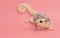 Male sugar glider leucistic . Petaurus breviceps, on pink b