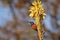 Male Sugarbird. Walter Sisulu National Botanical Garden