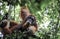 Male Sumatran orangutan Pongo abelii in rain forest trees