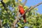 Male Summer Tanager (Piranga rubra)