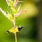 Male Sunbird