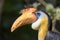 Male Sunda wrinkled hornbill - Rhabdotorrhinus corrugatus