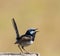 Male superb fairy wren