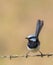 Male superb fairy wren