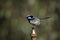 Male superb fairy wren