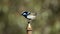 Male superb fairy wren