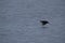 Male Surf Scoter in flight over water with blurred wings