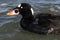 Male Surf Scoter (Melanitta perspicillata)