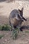 Male swamp wallaby