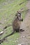 This is a male swamp wallaby
