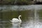 Male Swan (Cob) Busking