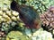 Male swarthy parrotfish 1208