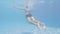 Male swimmer diving under blue water swimming pool. Underwater view young man jumping in transparent swimming pool