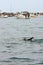 Male Swimmer Does Backstroke Amid Boat Partying