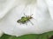 Male Swollen-thighed beetle Oedemera nobilis
