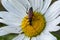 A male swollen thighed flower beetle, Oedemera nobilis, seen on an ox-eye daisy flower