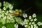 A male swollen thighed flower beetle, Oedemera nobilis, seen on an ox-eye daisy flower