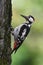 Male Syrian woodpecker, Dendrocopos syriacus