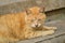 Male tabby cat laying on concrete step