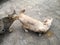 A male tabby cat smelling at bottom of a female cream cat in Mating season of street cat