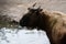 Male of takin drinking water