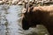 Male of takin drinking water