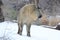 Male takin in snow 2013 4